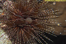 sea urchin